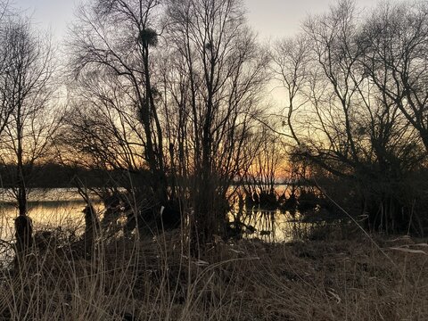 Winterabend am Lac du Der-Chantecoq &ndash; Sonnenuntergang hinter kahlen B&auml;umen, Spiegelung im Wasser und ruhige Naturstimmung im Schutzgebiet der Champagne