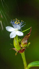 Obraz premium Delicate Spiderwort Bloom - A Close-Up of Natures Beauty.