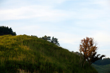 Fototapeta premium 砥峰高原の朝の風景