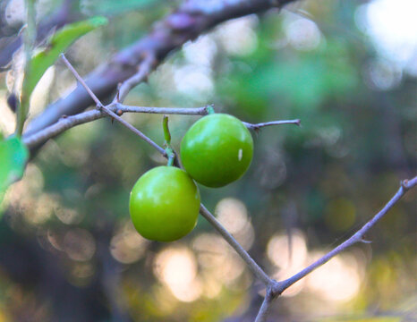 unripe green jujube fruits (bidara/ber) hanging on a branch, showcasing tropical nature, healthy snacks, and raw ingredients against a blurred bokeh background.