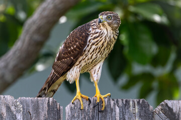 Cooper’s Hawk sitting on a fence in a backyard