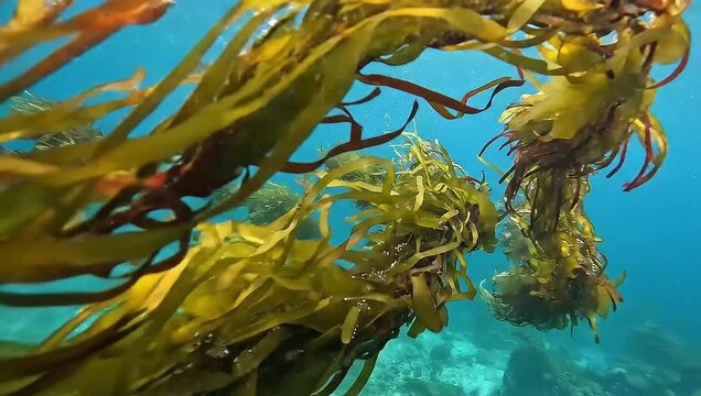 Underwater view of swaying kelp forest in clear blue ocean water.