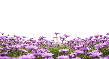 Obraz premium Field of delicate purple flowers against black background
