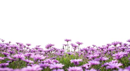 Field of delicate purple flowers against black background