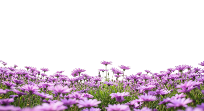 Field of delicate purple flowers against black background - Powered by Adobe