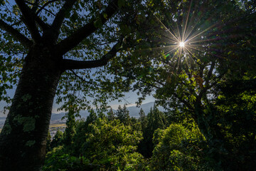 Obraz premium 強い日差しと影