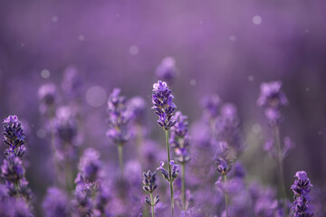 lavender field on day noon light.