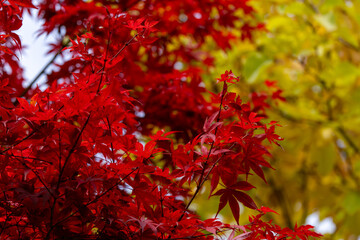 紅葉の風景