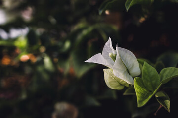 White paper flower between green leaves background. Bougainvillea flower