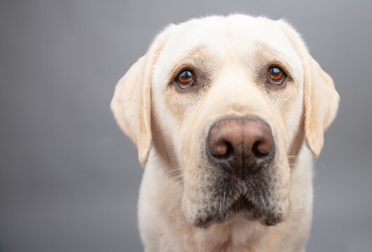 Close-up portrait of a sad cream english labrador retriever dog in front of a grey background