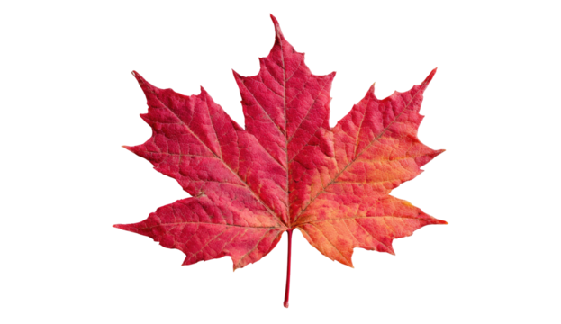 Close-up of a vibrant red and orange autumn leaf isolated against a black background