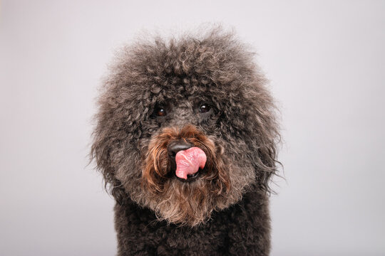 Close-up of a fluffy brown Whoodle dog licking its lips in front of a grey background