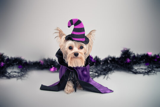 Miniature tan and silver Yorkie dog dressed as a witch for Halloween