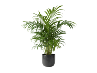 A lush green kentia palm plant in a dark pot, isolated on a transparent background