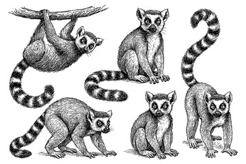 Ring tailed lemur poses in pen sketch style, Transparent Background © FriskySloths