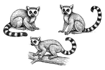 Ring tailed lemur poses in pen sketch style, Transparent Background