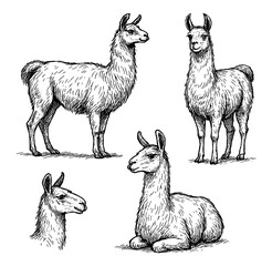 Obraz premium Alpaca sketches in realistic vintage engraving style with standing and sitting poses, Transparent Background