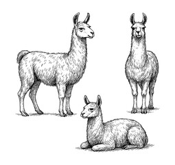 Obraz premium Alpaca sketches in realistic vintage engraving style with standing and sitting poses, Transparent Background