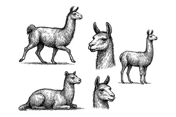 Obraz premium Alpaca sketches in realistic vintage engraving style with standing and sitting poses, Transparent Background