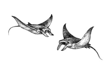 Manta ray sketches in realistic vintage engraving style with dynamic swimming poses, Transparent Background © FriskySloths