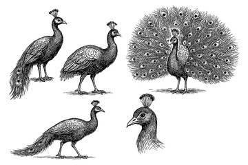 Peacock sketches in detailed vintage engraving style with open tail and side poses, Transparent Background