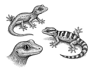 Fototapeta premium Gecko sketches in realistic vintage engraving style with multiple poses, Transparent Background
