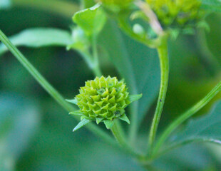 spiky green seed head or flower bud of a tropical weed, featuring unique texture and geometric pattern, perfect for botanical, nature, and macro abstract backgrounds.