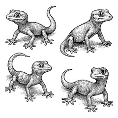 Gecko sketches in realistic vintage engraving style with multiple poses, Transparent Background