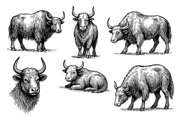 Yak poses and portrait in detailed pen sketch style, Transparent Background