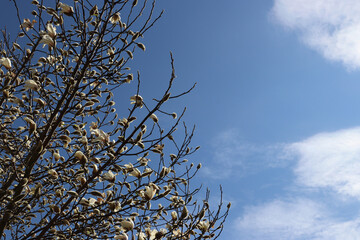 Fototapeta premium Spring time concept, Magnolia tree with white flowers start to bloom against blue sky (Baden, Germany)