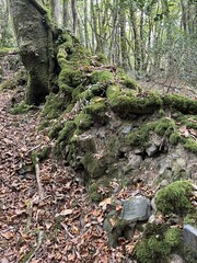 Old stone wall in autumn undergrowth - Vieux mur en pierre dans un sous-bois en automne