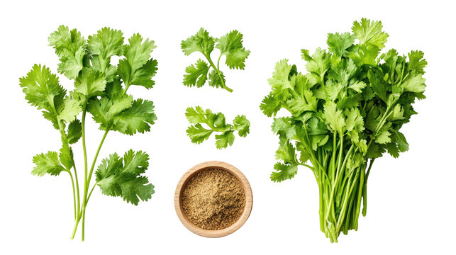 Fresh cilantro herb bunch and seeds isolated on transparent background