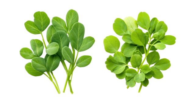 Two fresh fenugreek leaf sprigs isolated on transparent background
