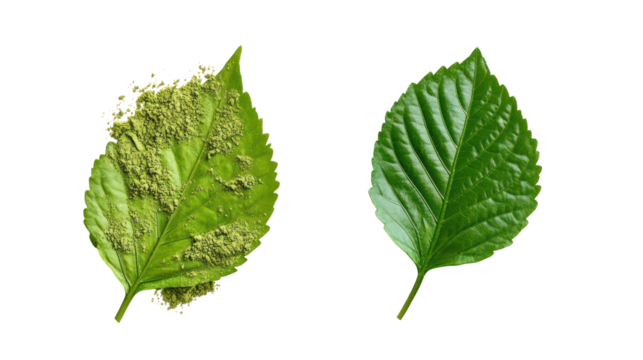 Two green leaves one intact and one disintegrating isolated on transparent background