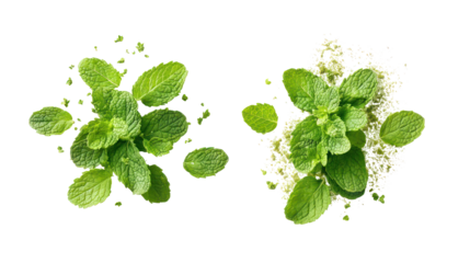 Two sprigs of fresh mint leaves with scattered crumbs isolated on transparent background