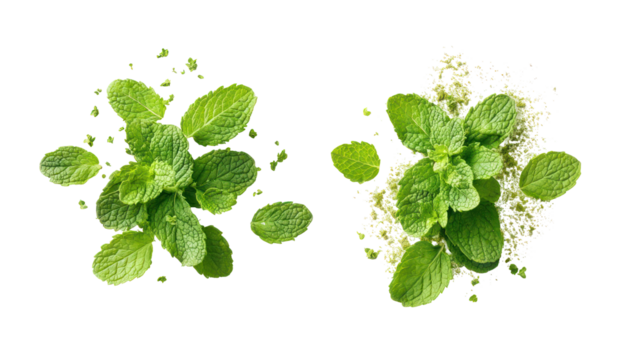 Two sprigs of fresh mint leaves with scattered crumbs isolated on transparent background