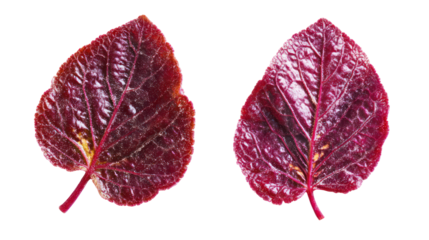 Two deep red heart shaped leaves isolated on transparent background