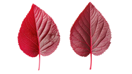 Two red leaves with detailed veins isolated on transparent background