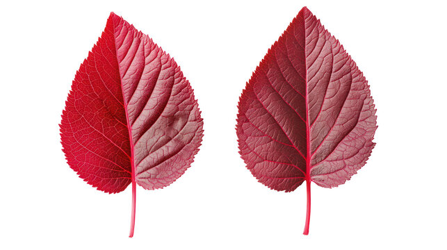 Two red leaves with detailed veins isolated on transparent background - Powered by Adobe