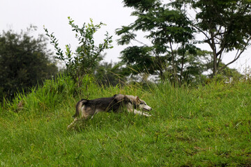dog like a wolf running in the grass