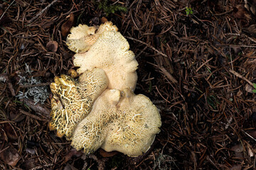 Albatrellus fungi close up detail