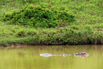 Hippo hippopotamus en magdalena river colombia escaped from Napoles Hacienda
