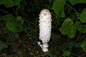 Coprinus comatus fungi close up