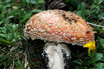 amanita muscaria fungi close up