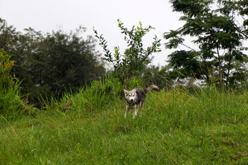 Naklejka premium dog like a wolf running in the grass