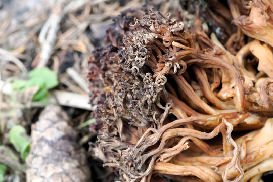 Ramaria fungi close up detail