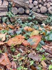 leaves on the ground
