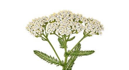 Delicate white yarrow flower cluster on white background