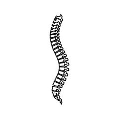 A line drawing of a human spine showing its natural curvature isolated on a