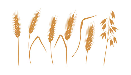 A watercolor depiction of wheat ears and dried stalks, set on a white background. It includes a hand-drawn spikelet of rye and oat.